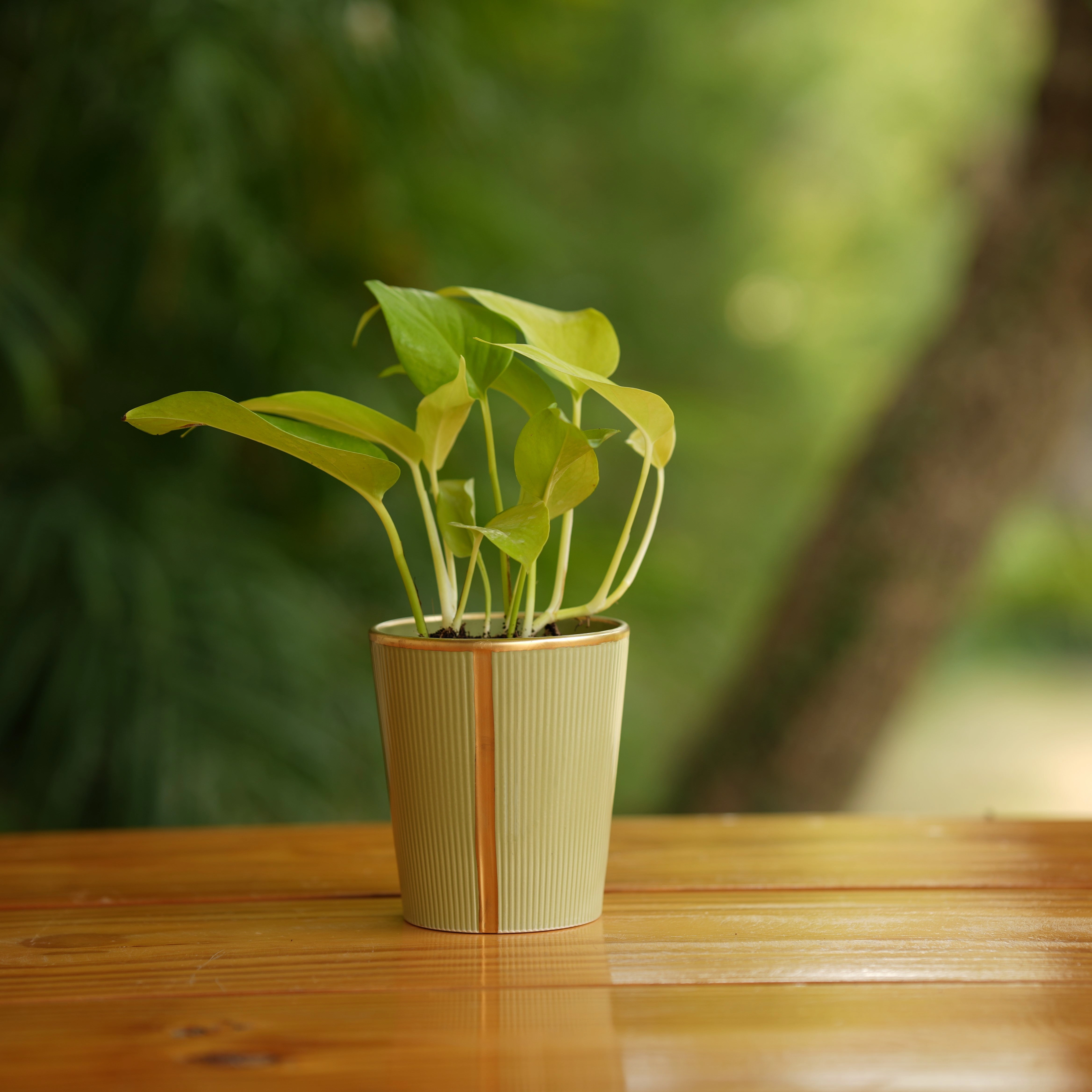 Cone shape With Glossy Finish Ceramic Planter