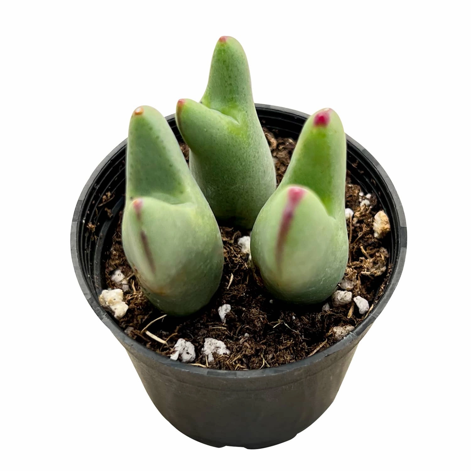 Conophytum bilobum mini ornamental plant  
