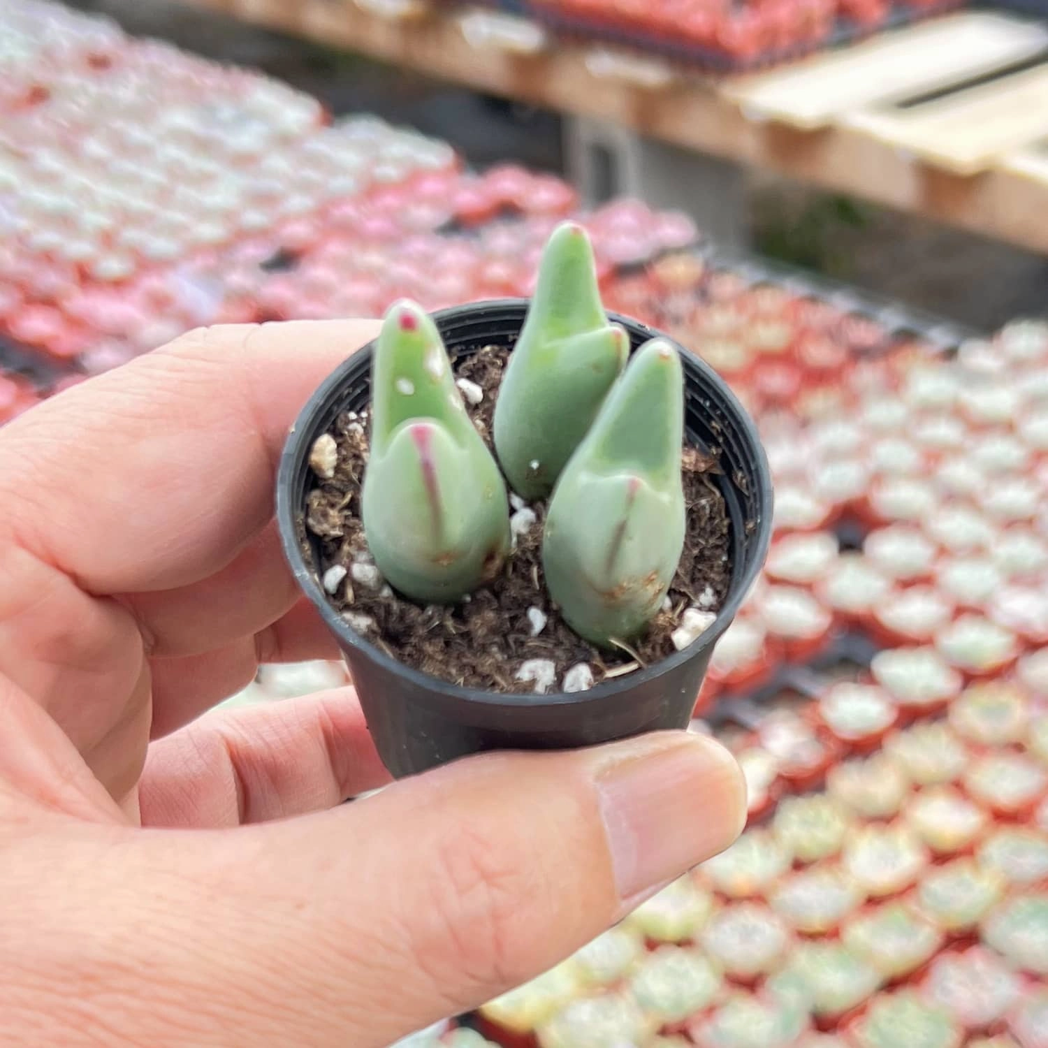 Conophytum bilobum