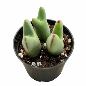 Conophytum bilobum mini ornamental plant  