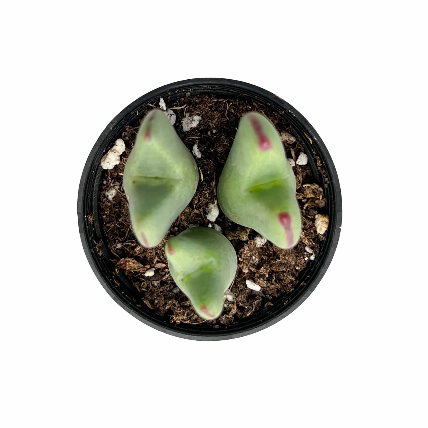 Conophytum bilobum