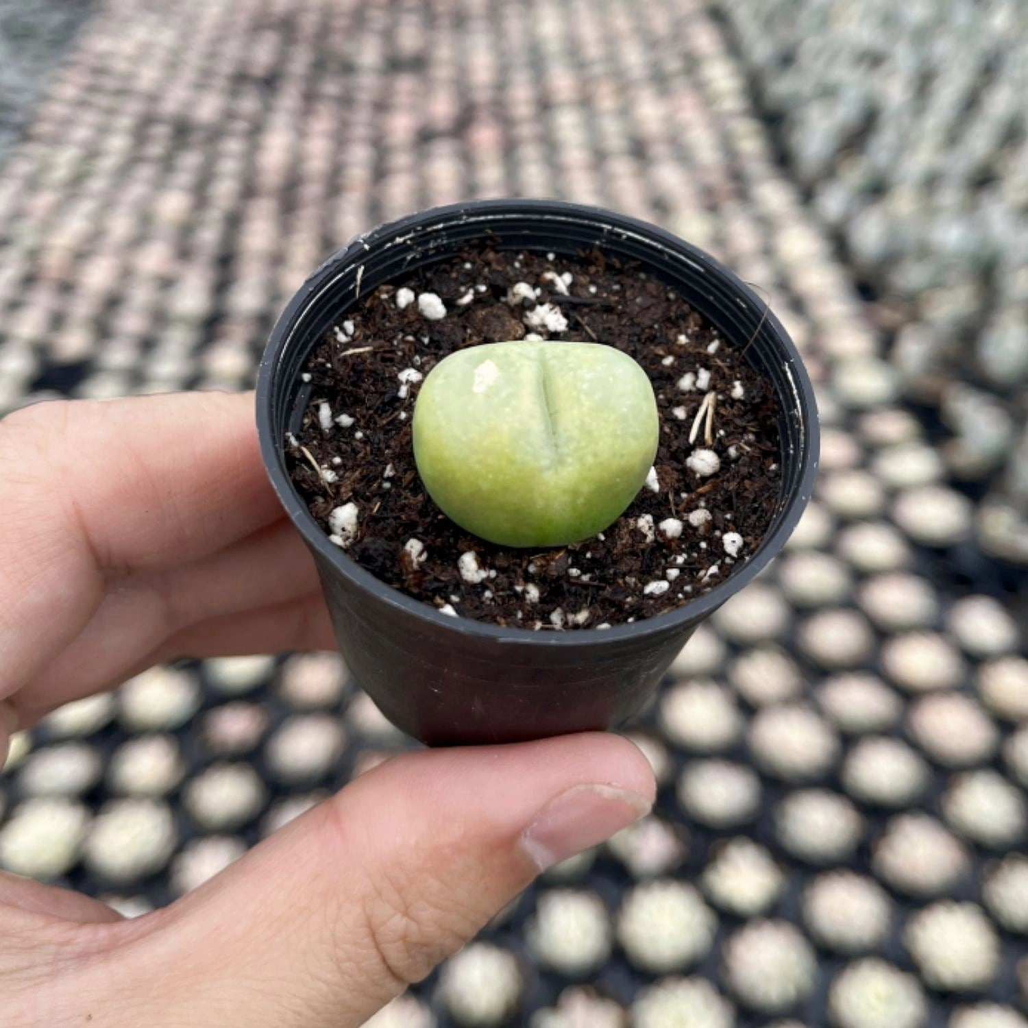 Conophytum Maughanii