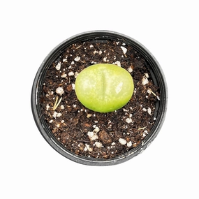 Conophytum Maughanii mini ornamental plant  