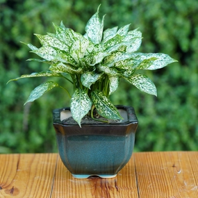 Contemporary Ombre Ceramic Planter shade perennial  