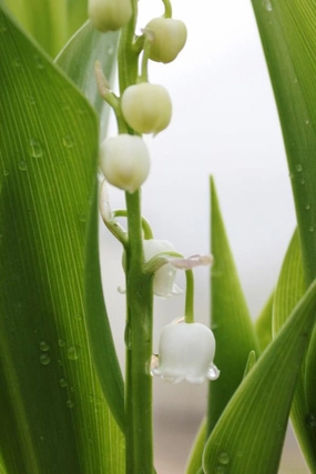 Convallaria majalis 1Qt decorative flowerpot  