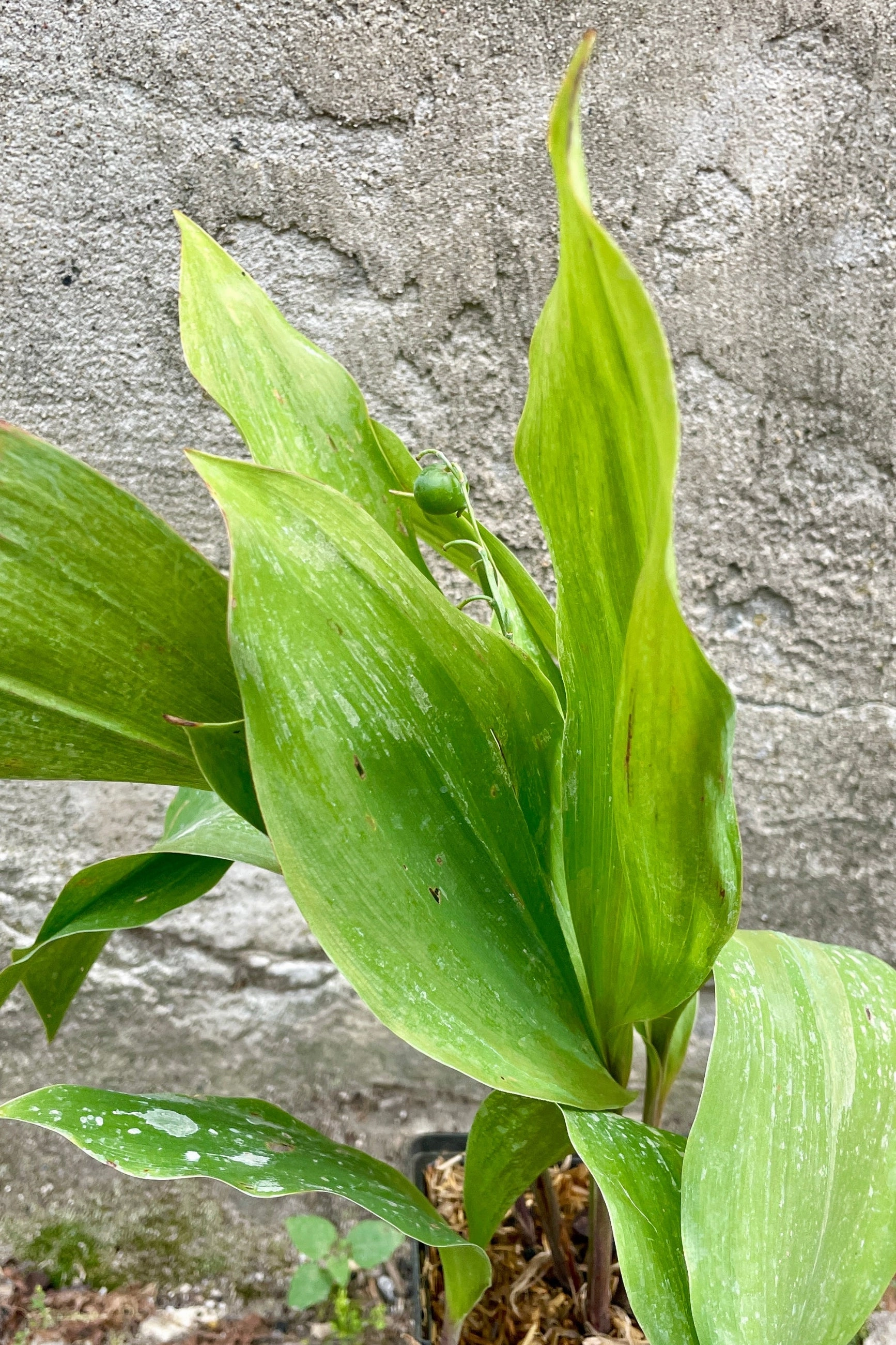 Convallaria majalis 1Qt