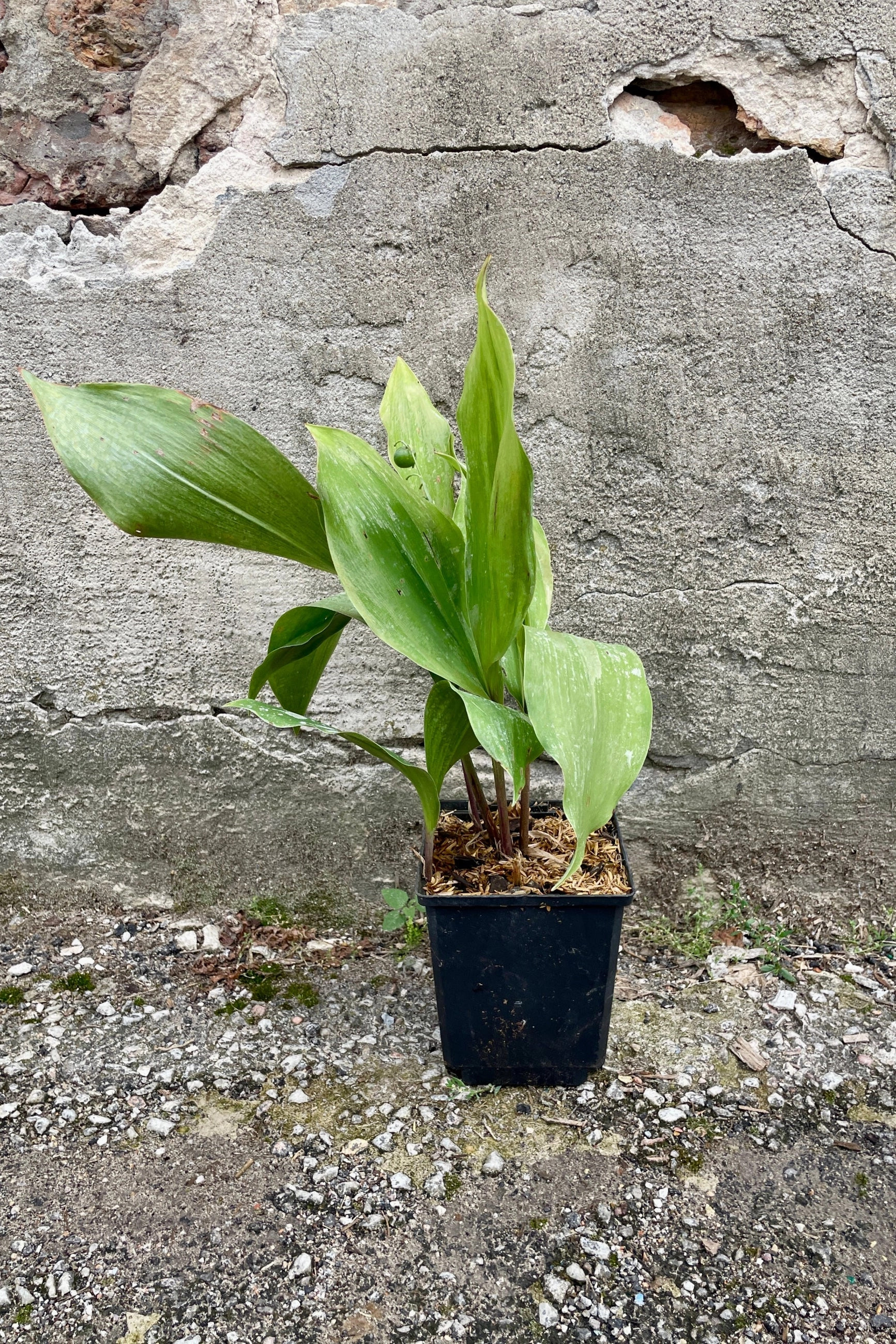 Convallaria majalis 1Qt