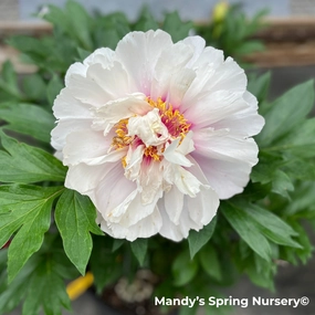 Cora Louise Itoh Peony | Paeonia traditional flower vase  