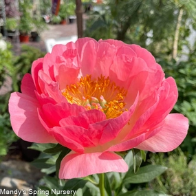 Coral Sunset Peony | Paeonia traditional flower vase  