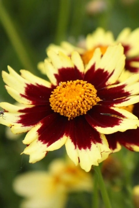 Coreopsis 'Big Bang Cosmic Eye' #1 decorative flowerpot  