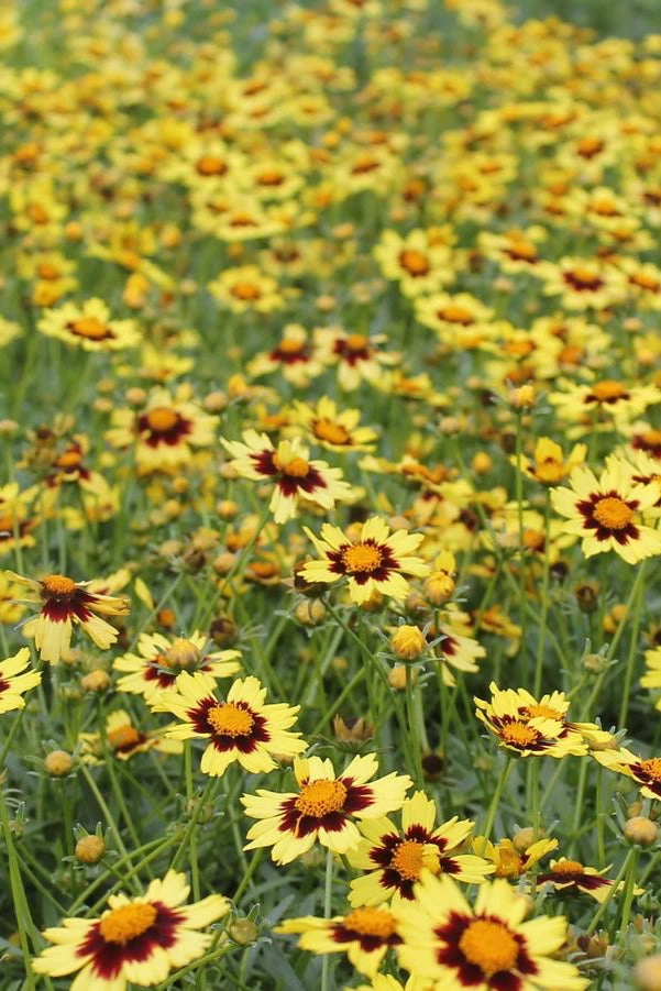 Coreopsis 'Big Bang Cosmic Eye' #1