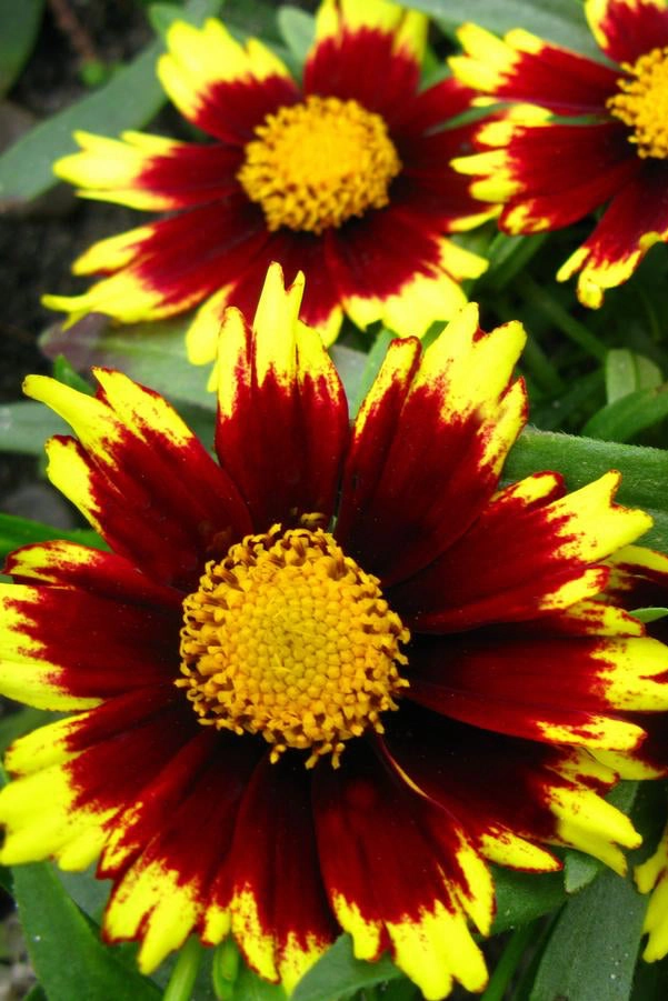 Coreopsis 'Big Bang Cosmic Eye' #1