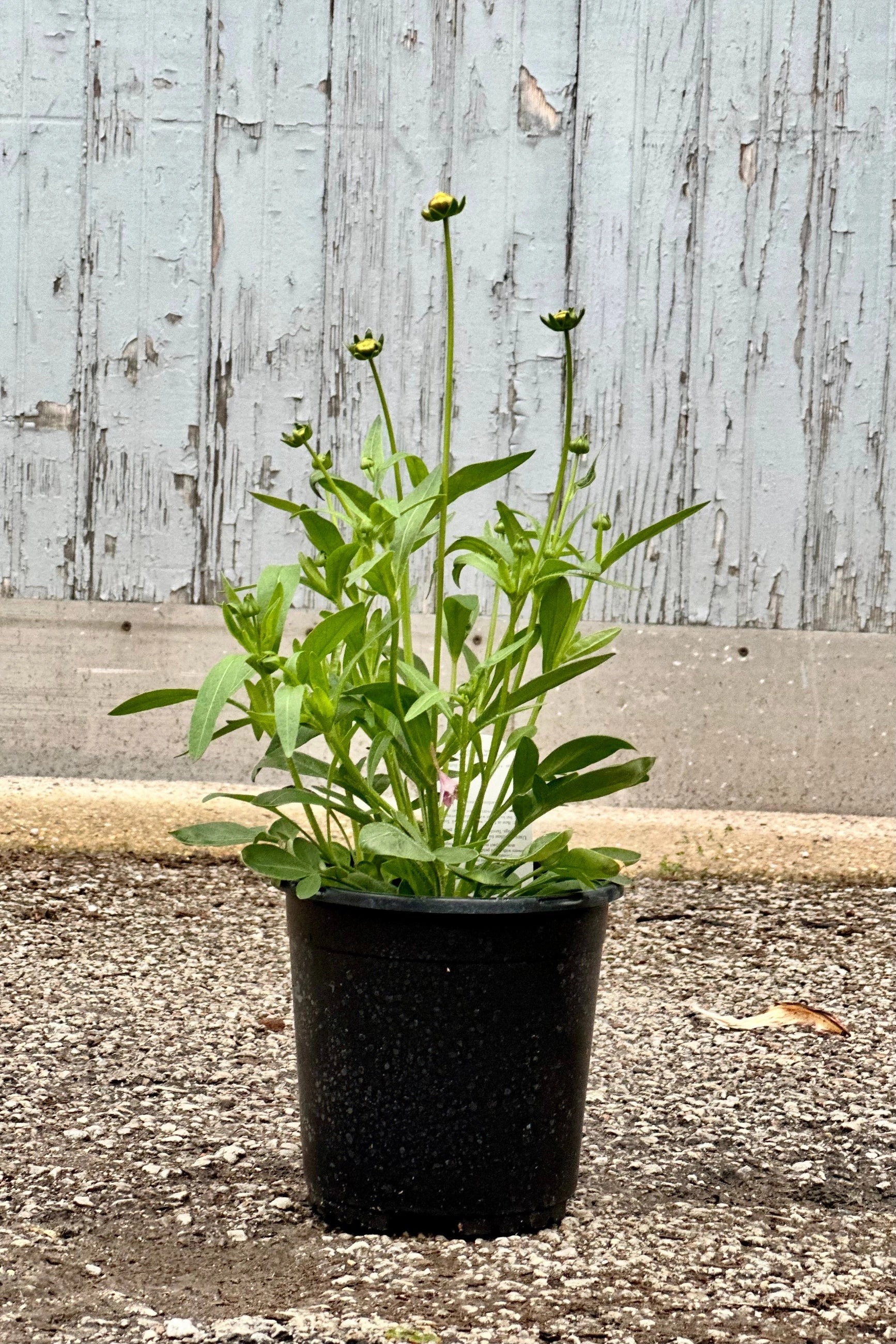 Coreopsis 'Jethro Tull' #1