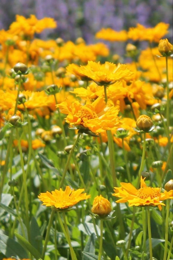 Coreopsis 'Jethro Tull' #1