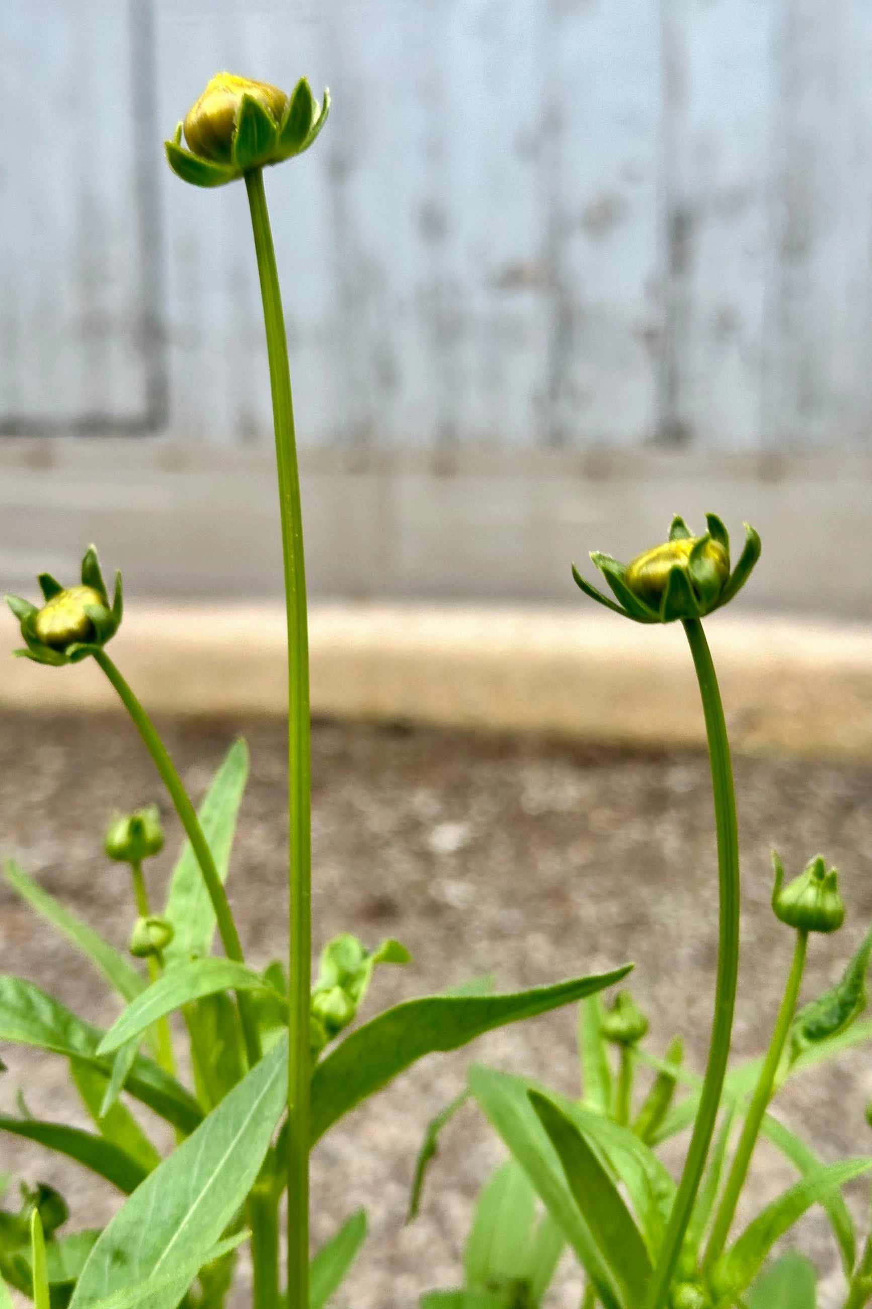Coreopsis 'Jethro Tull' #1