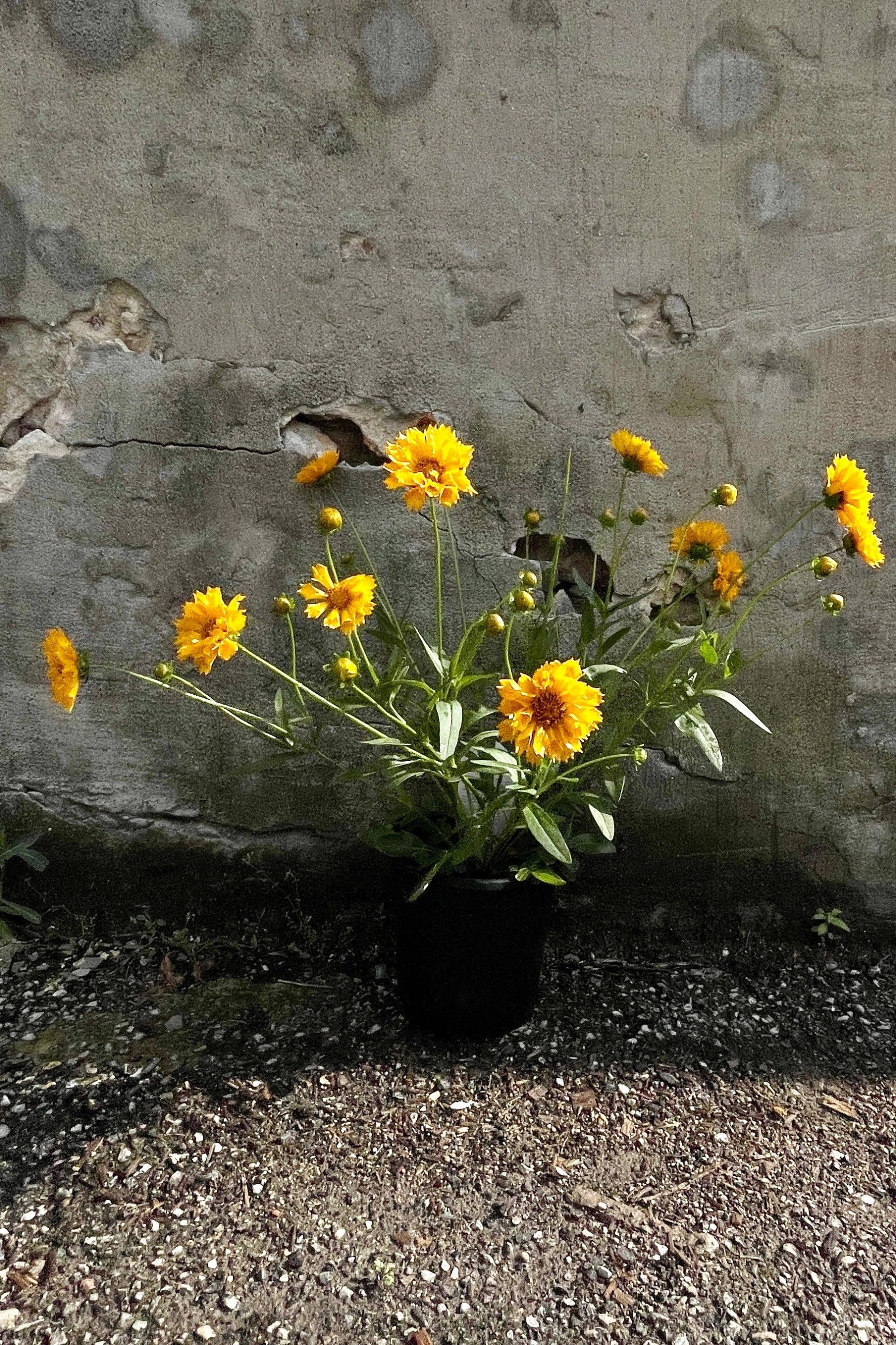 Coreopsis 'Jethro Tull' #1
