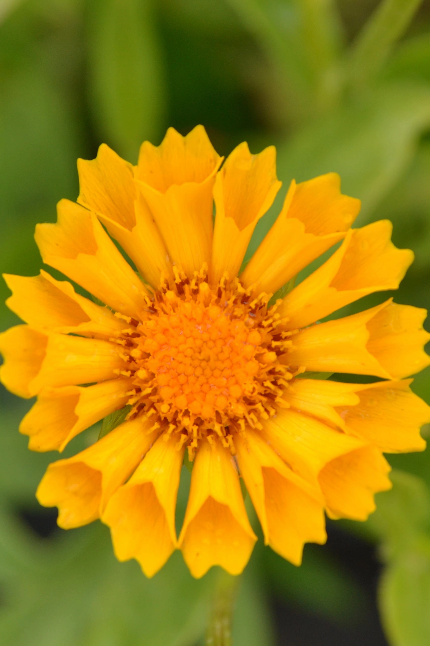Coreopsis 'Jethro Tull' #1