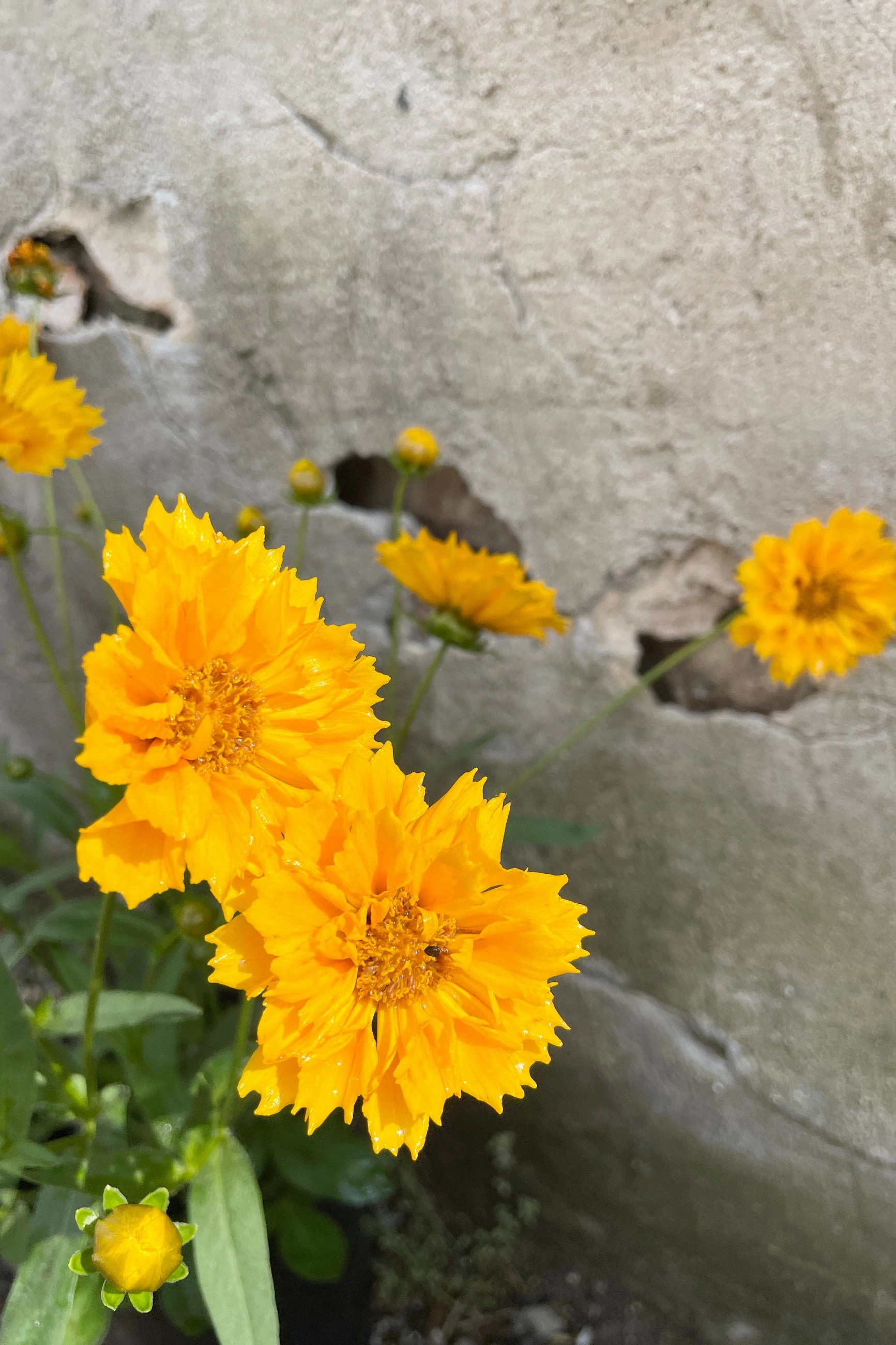 Coreopsis 'Jethro Tull' #1
