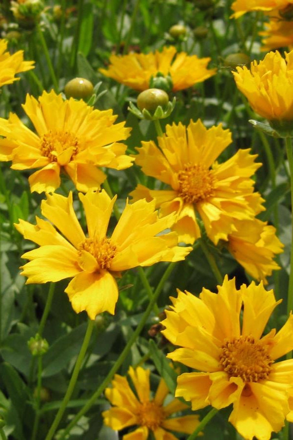 Coreopsis 'Jethro Tull' #1