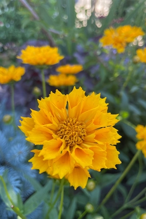 Coreopsis 'Jethro Tull' #1 decorative flowerpot  
