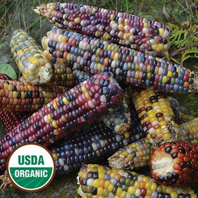 Corn, Glass Gem Organic Seeds small flower pot  