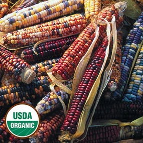 Corn, Mandan Bride Organic Seeds floating plant shelf  