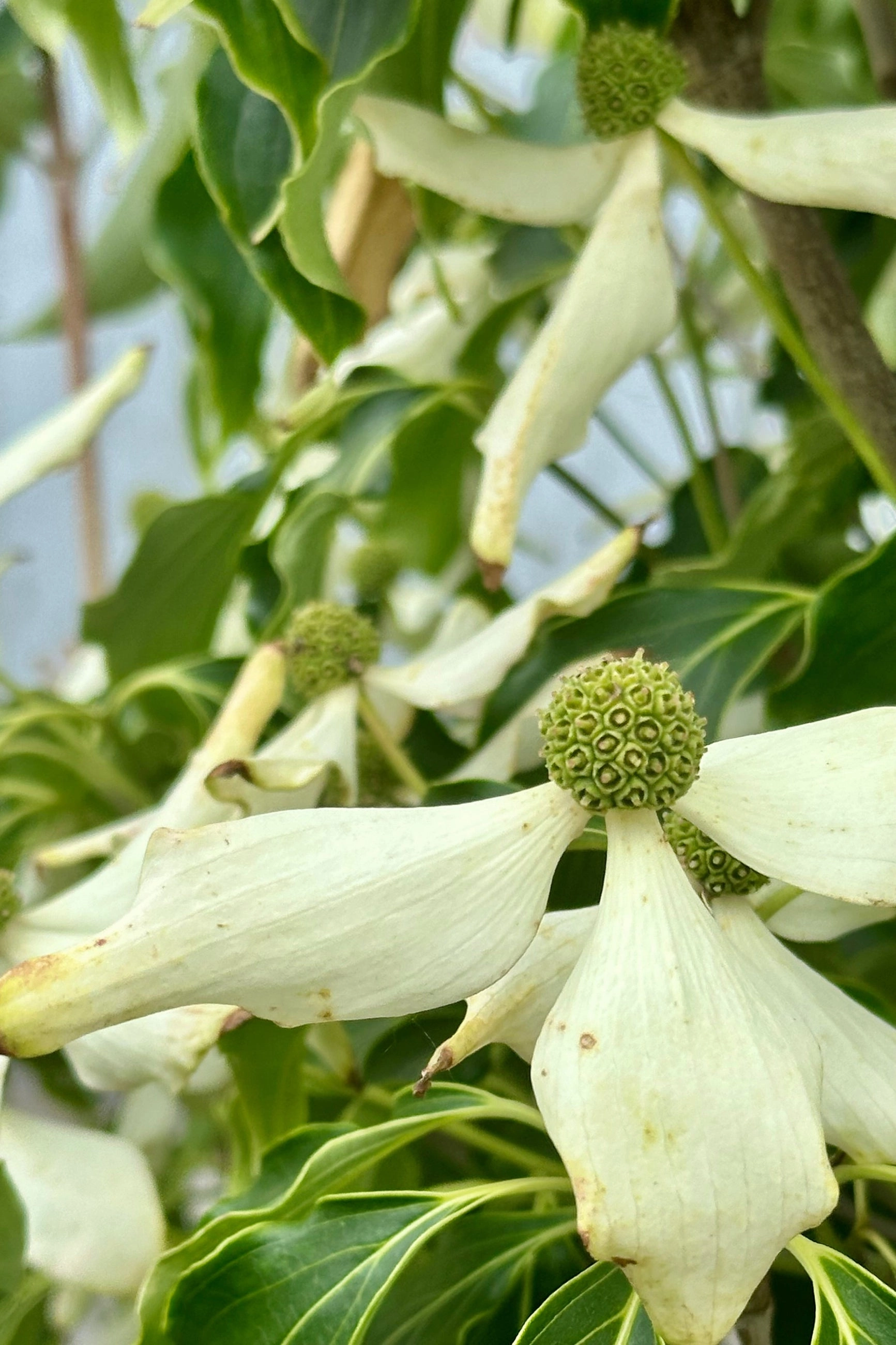 Cornus kousa 'Greensleeves' #6