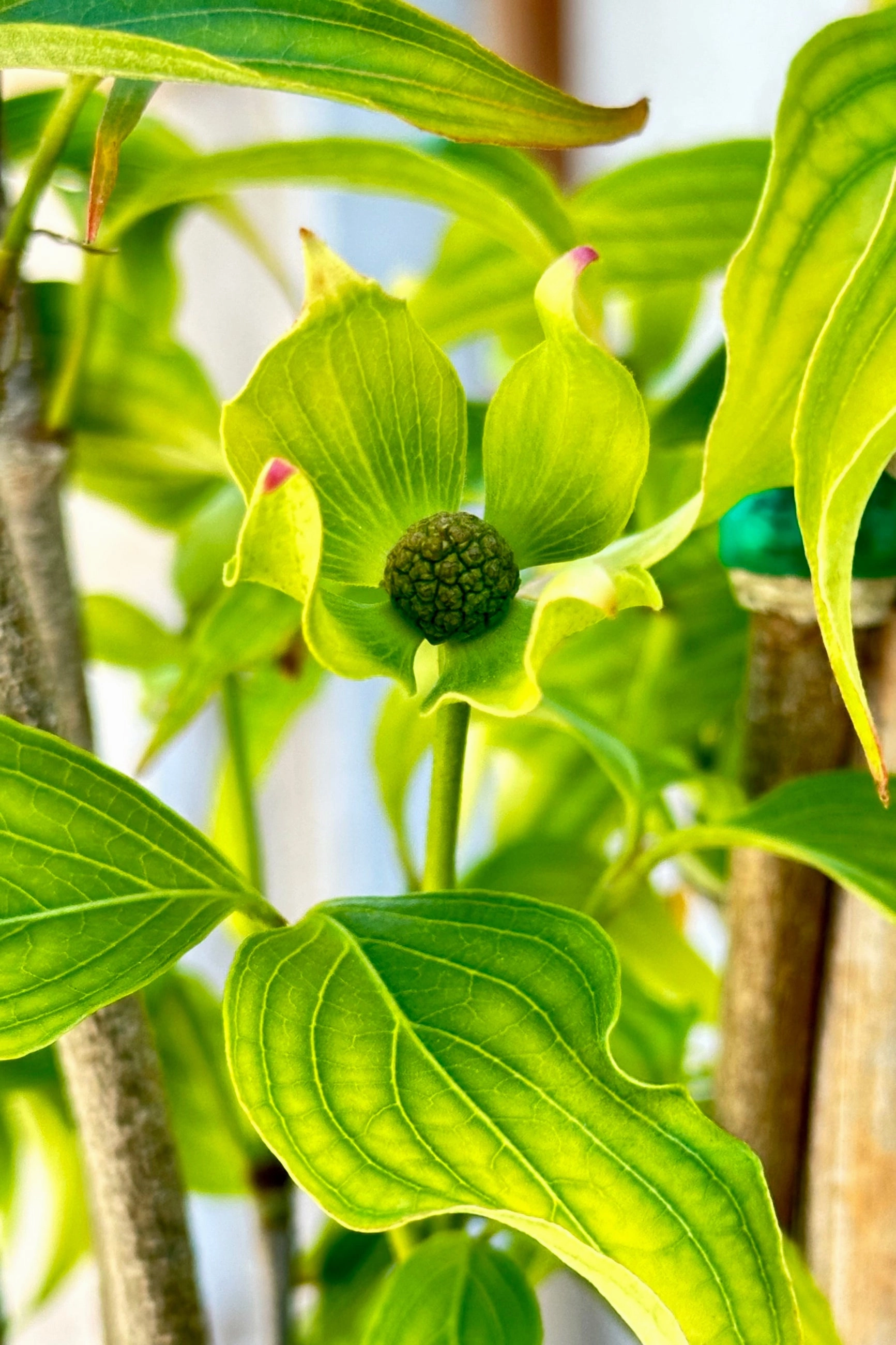 Cornus kousa 'Greensleeves' #6