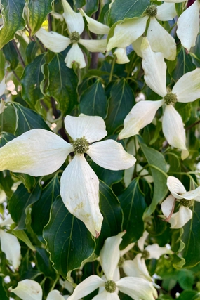 Cornus kousa 'Greensleeves' #6 decorative flowerpot  