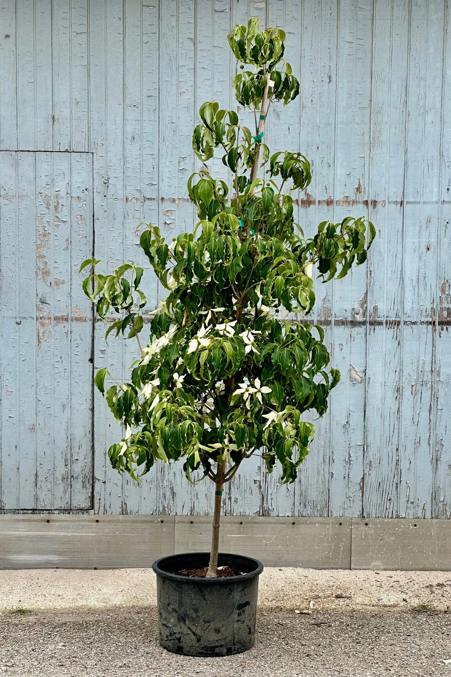 Cornus kousa 'Greensleeves' #6