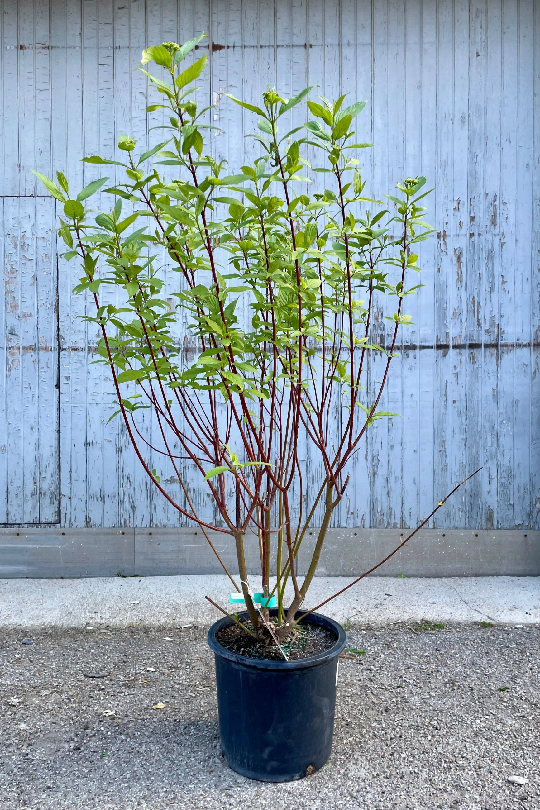 Cornus s. 'Baileyi' "Red Twig Dogwood" #5