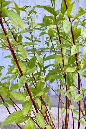Cornus s. 'Baileyi' "Red Twig Dogwood" #5 decorative flowerpot  