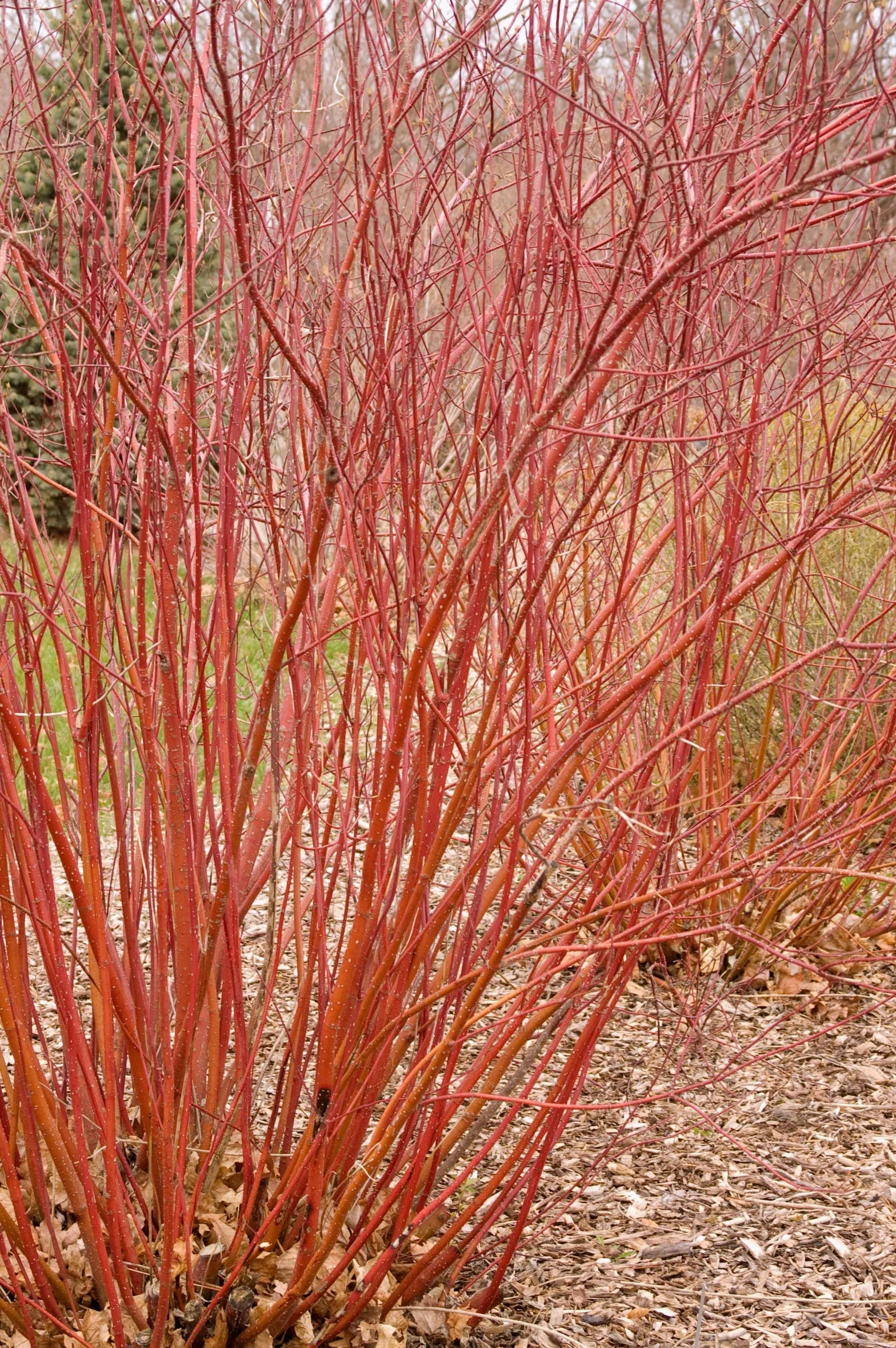 Cornus s. 'Baileyi' "Red Twig Dogwood" #5