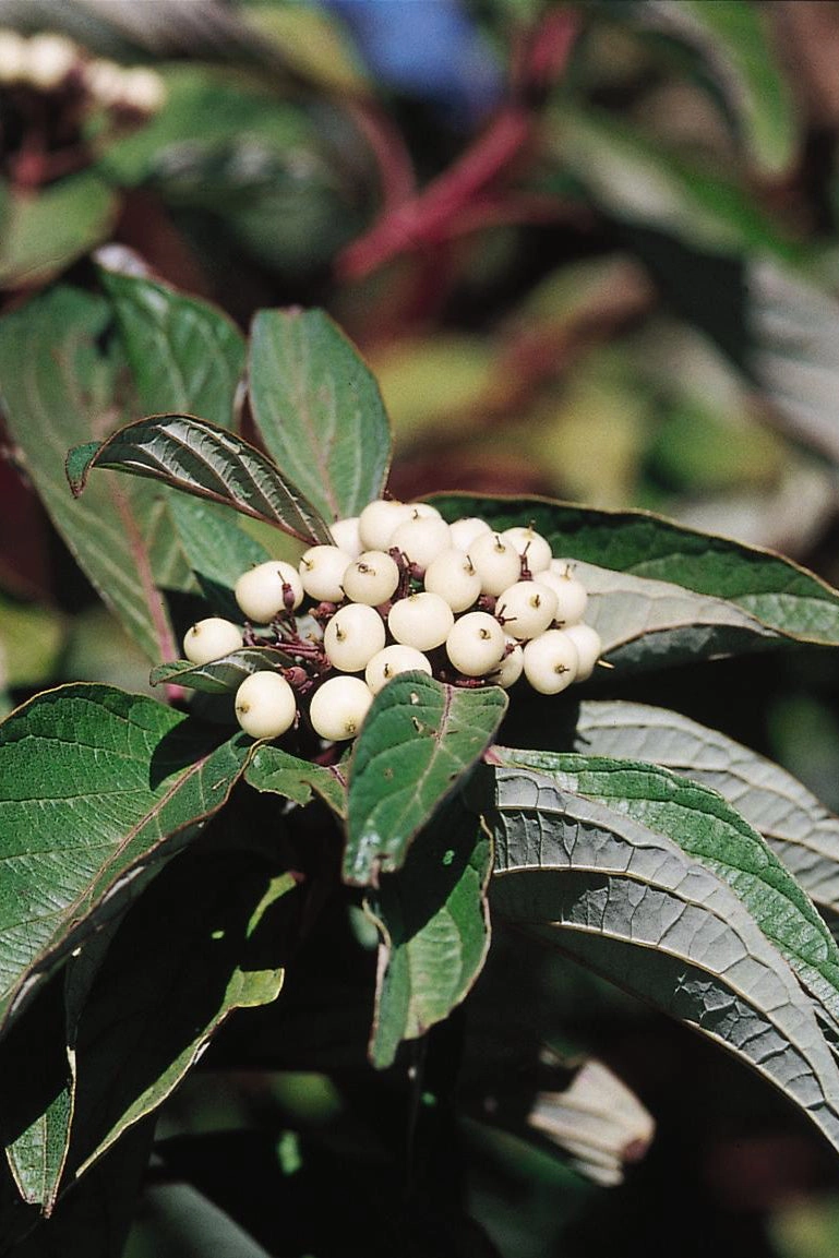 Cornus s. 'Baileyi' "Red Twig Dogwood" #5