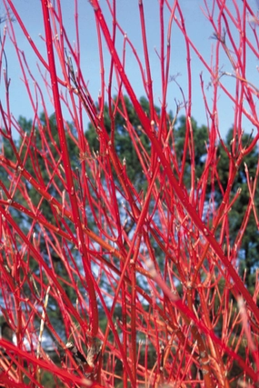 Cornus sericea 'Cardinal' #5 decorative flowerpot  