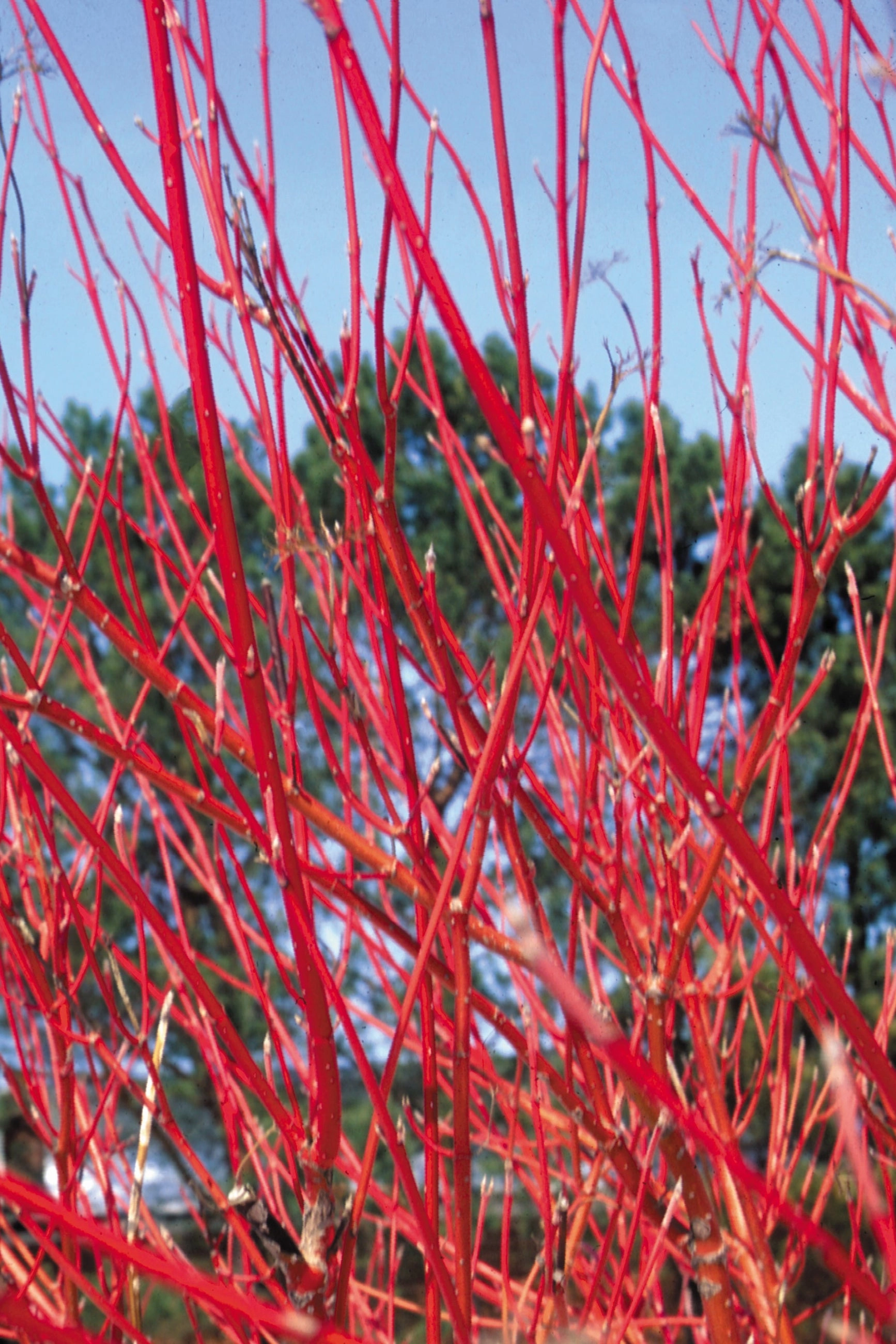 Cornus sericea 'Cardinal' #5 decorative flowerpot  