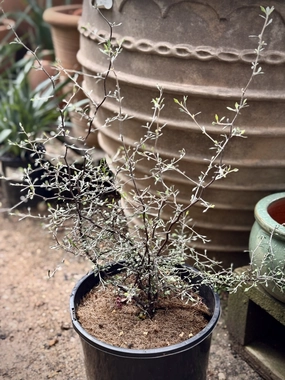 Corokia cotoneaster small flower pot  