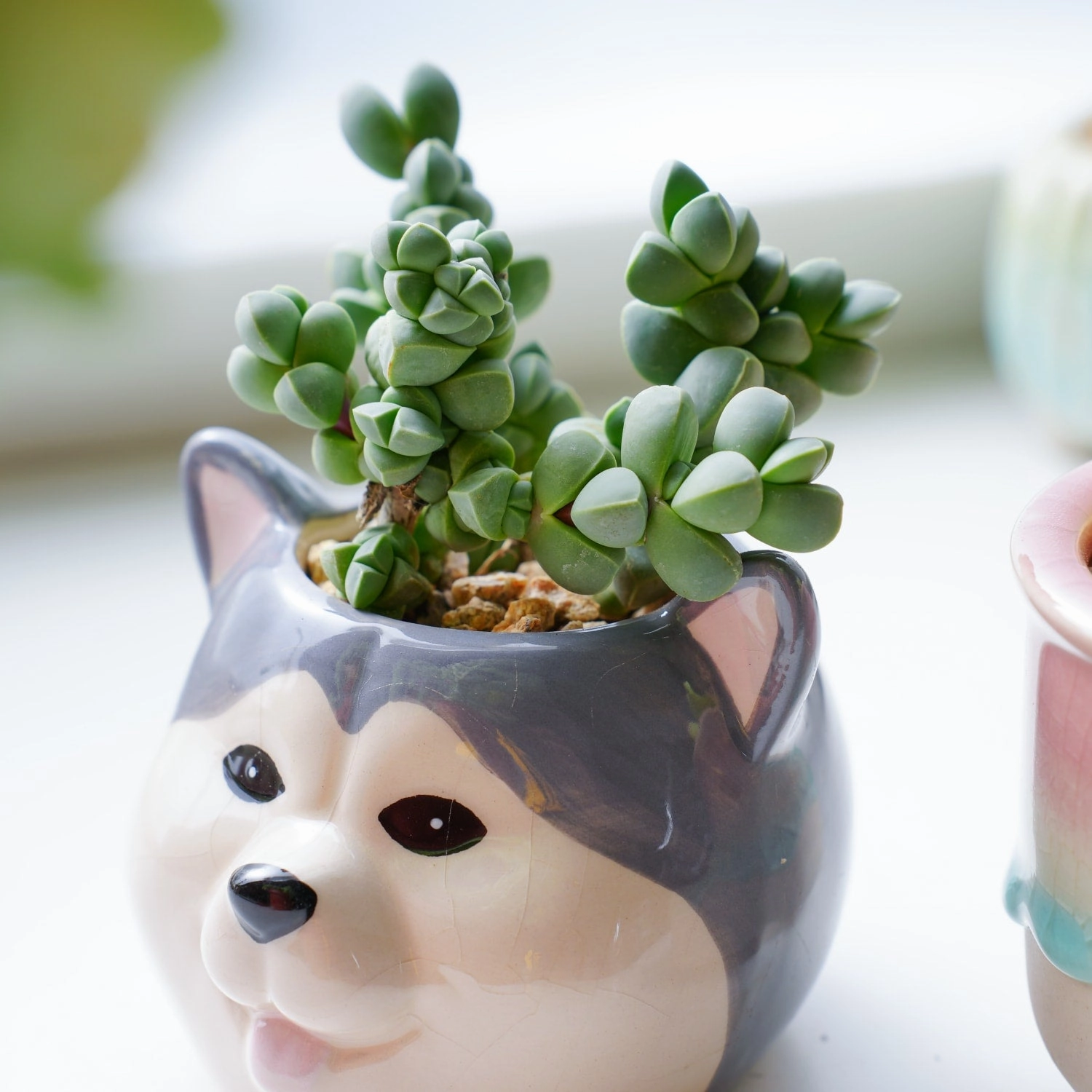 Corpuscularia lehmannii - Ice Plant