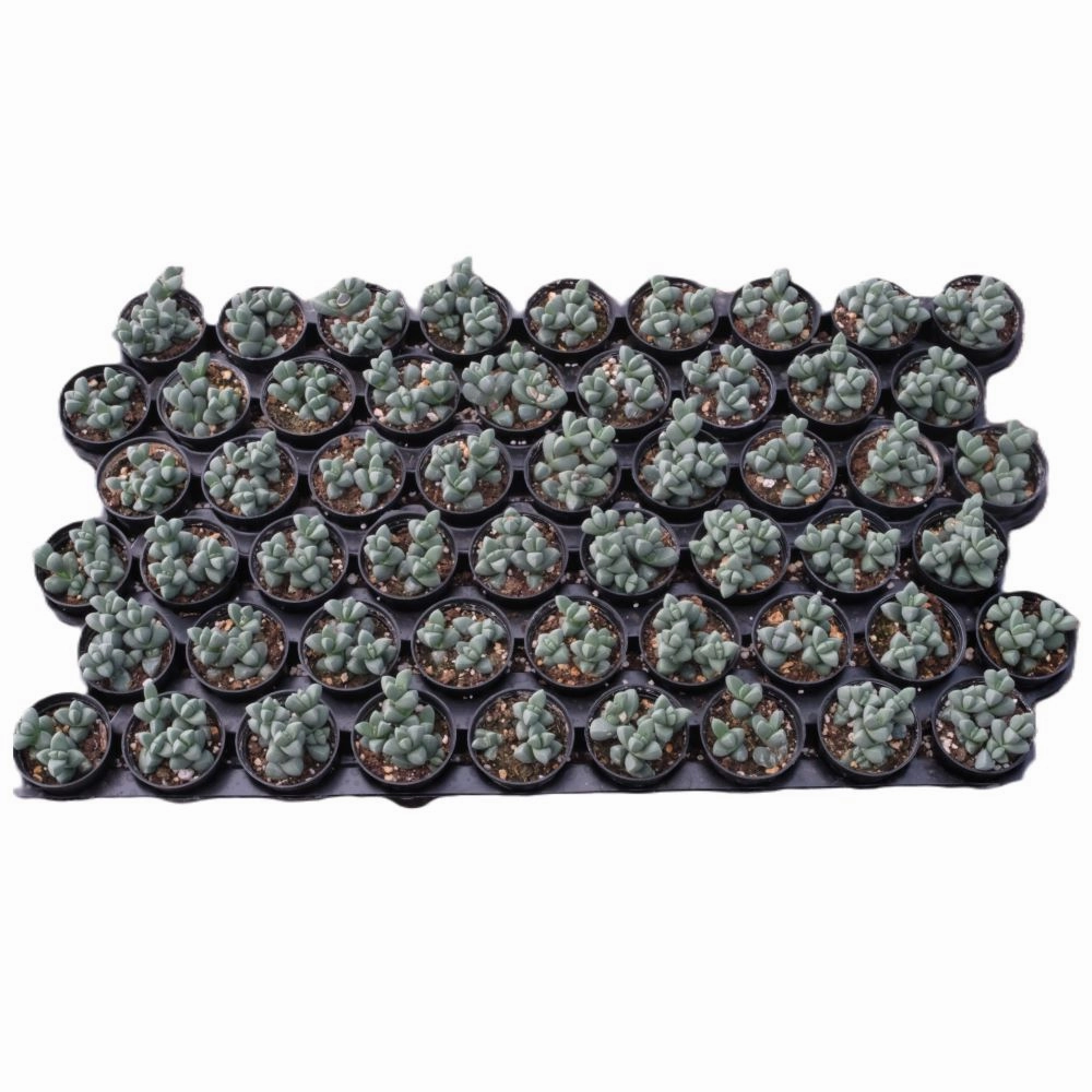 Corpuscularia lehmannii - Ice Plant Bulk 54 Tray - 2in Pot mini ornamental plant  