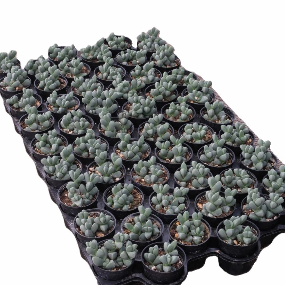 Corpuscularia lehmannii - Ice Plant Bulk 54 Tray - 2in Pot