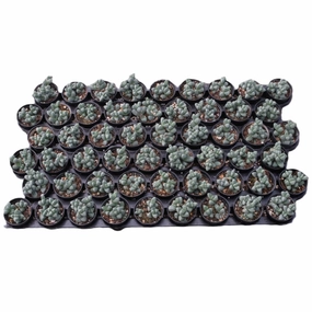 Corpuscularia lehmannii - Ice Plant Bulk 54 Tray - 2in Pot mini ornamental plant  