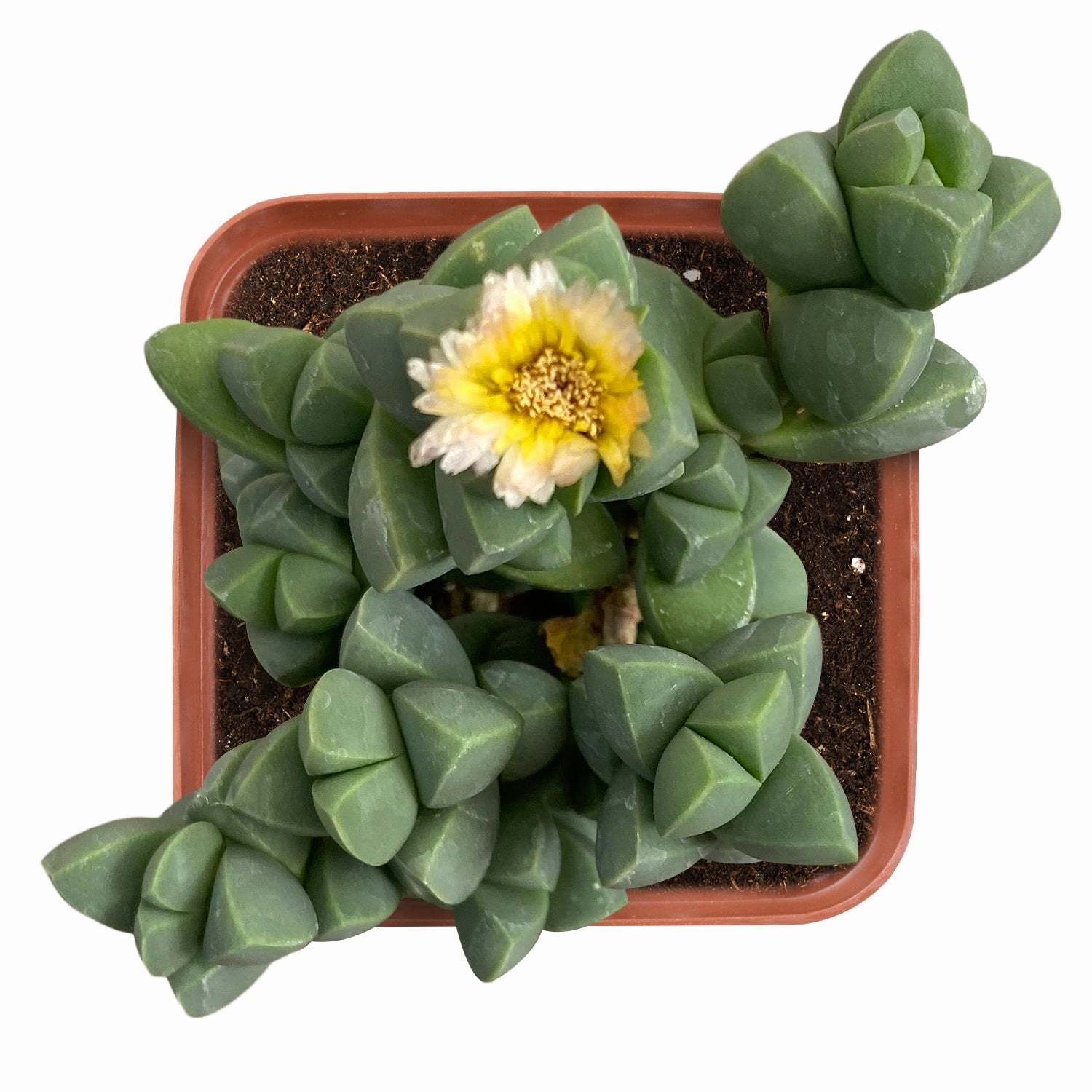 Corpuscularia lehmannii - Ice Plant mini ornamental plant  