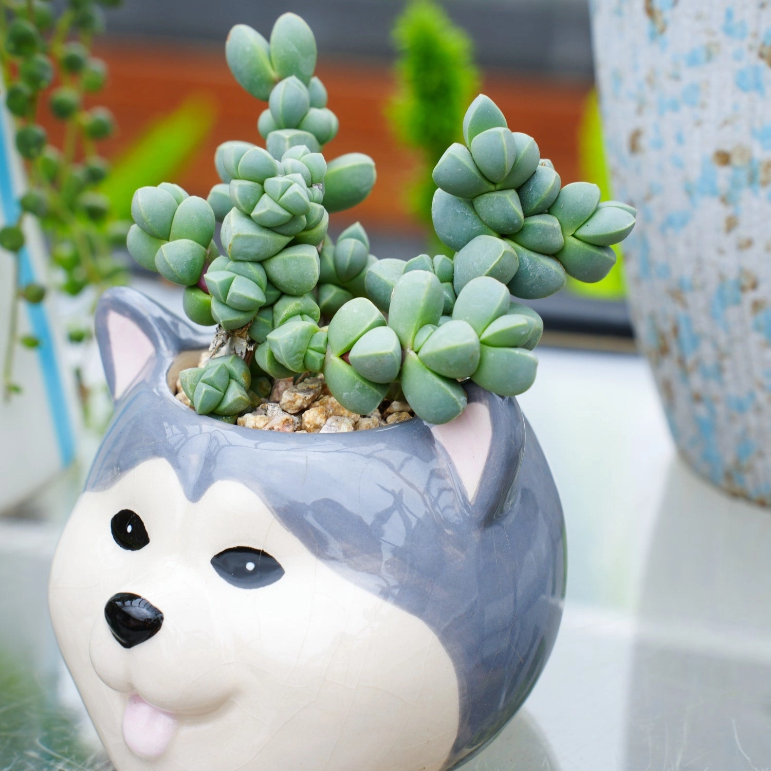 Corpuscularia lehmannii - Ice Plant