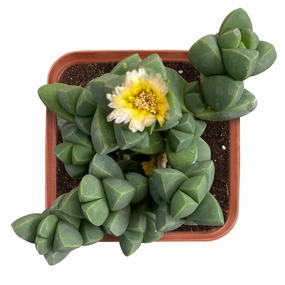 Corpuscularia lehmannii - Ice Plant mini ornamental plant  