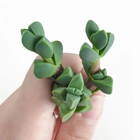 Corpuscularia Lehmannii (Ice Plant) Cuttings mini ornamental plant  