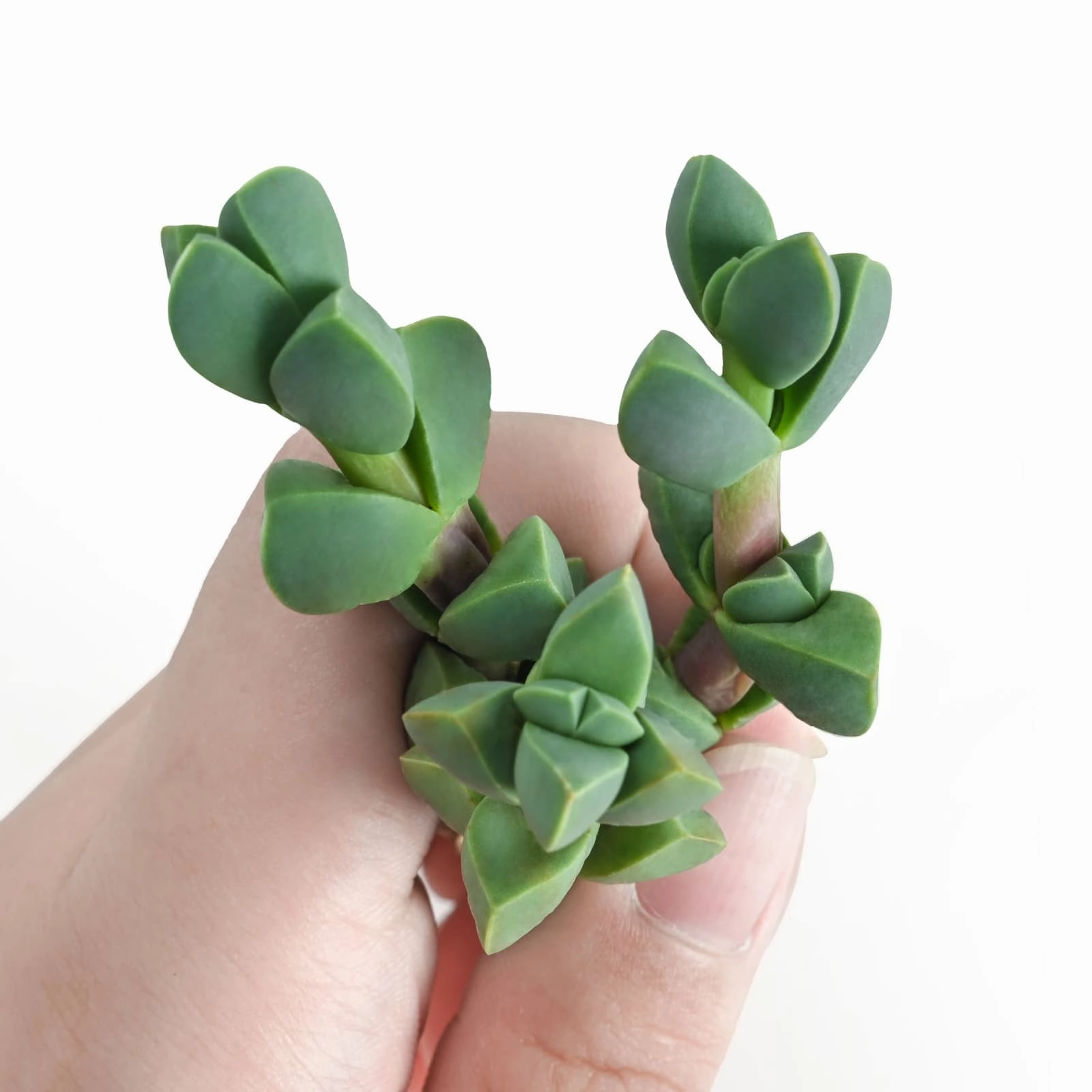 Corpuscularia Lehmannii (Ice Plant) Cuttings mini ornamental plant  