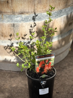 Correa 'Amber Chimes' small flower pot  
