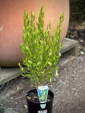 Correa glabra small flower pot  