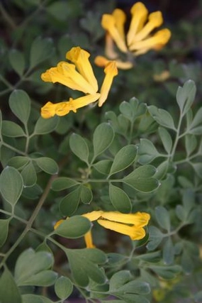 Corydalis lutea #1 decorative flowerpot  