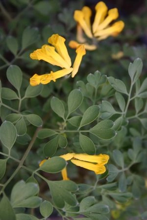 Corydalis lutea #1 decorative flowerpot  